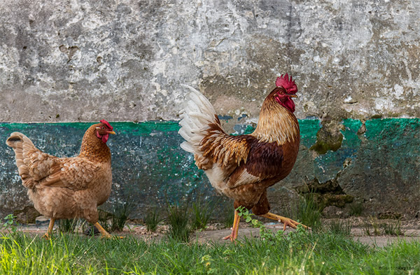 Birds in Street Photography 