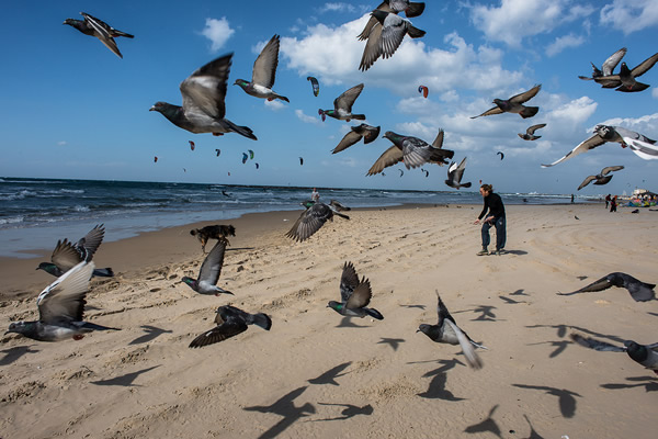 Birds in Street Photography