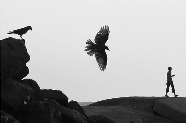 Birds in Street Photography