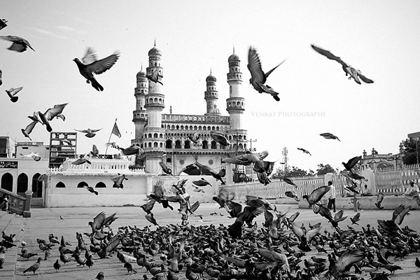 Birds in Street Photography