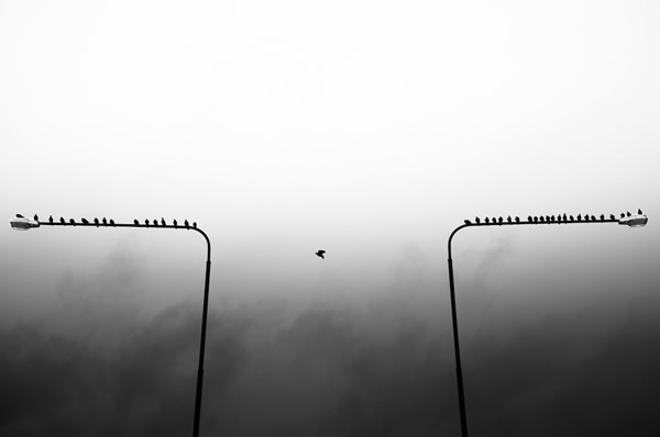 Birds in Street Photography