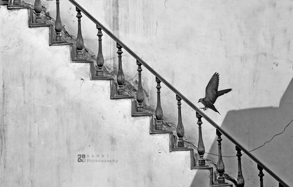 Birds in Street Photography