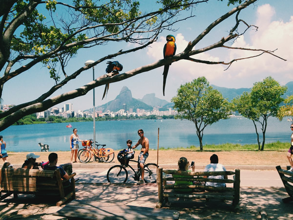 Birds in Street Photography