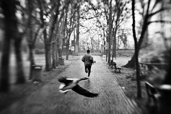 Birds in Street Photography