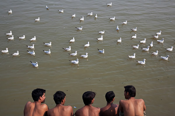 Birds in Street Photography