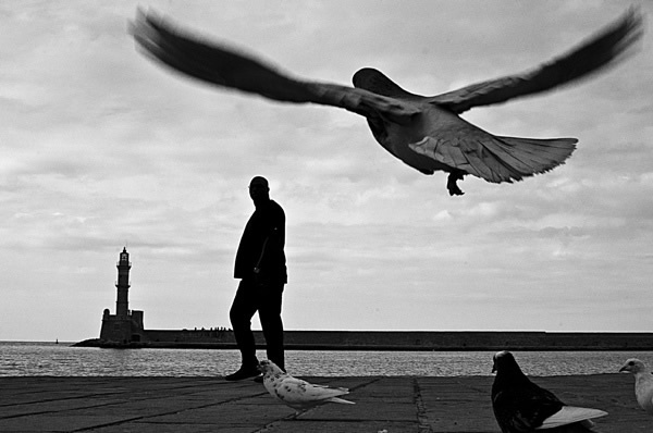 Birds in Street Photography