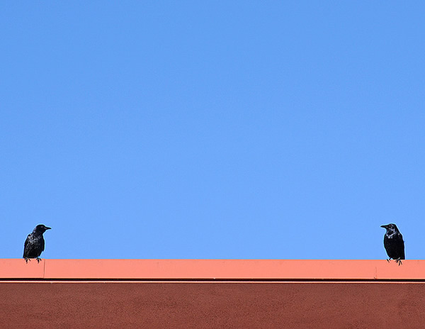 Birds in Street Photography