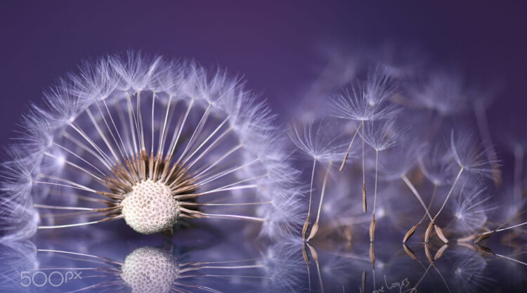 Macro Photography just like a beautiful poem by Lafugue Logos