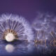 Macro Photography just like a beautiful poem by Lafugue Logos