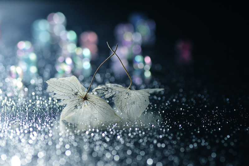 Mindblowing Macro Photography by Lafugue Logos (Sanae Matsuzaki)