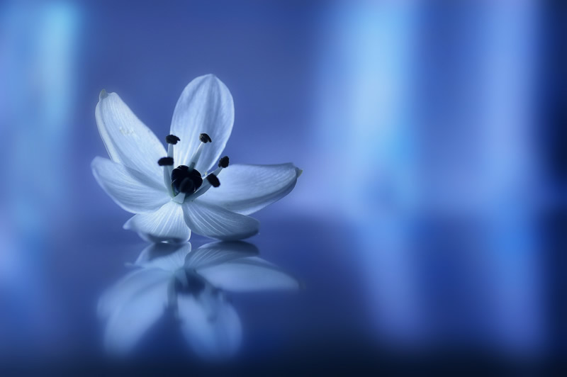 Mindblowing Macro Photography by Lafugue Logos (Sanae Matsuzaki)