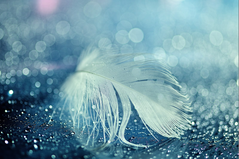 Mindblowing Macro Photography by Lafugue Logos (Sanae Matsuzaki)