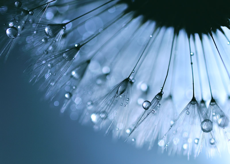 Mindblowing Macro Photography by Lafugue Logos (Sanae Matsuzaki)