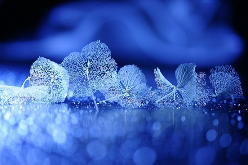 Mindblowing Macro Photography by Lafugue Logos (Sanae Matsuzaki)