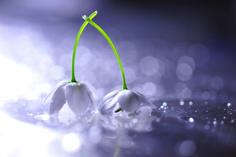 Mindblowing Macro Photography by Lafugue Logos (Sanae Matsuzaki)