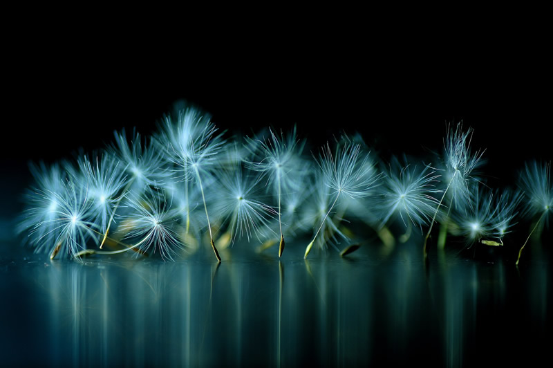 Mindblowing Macro Photography by Lafugue Logos (Sanae Matsuzaki)