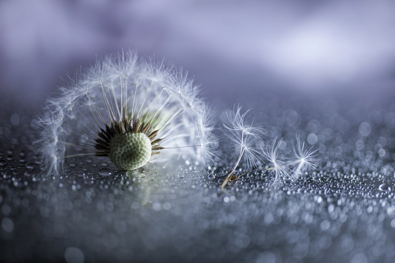 Mindblowing Macro Photography by Lafugue Logos (Sanae Matsuzaki)