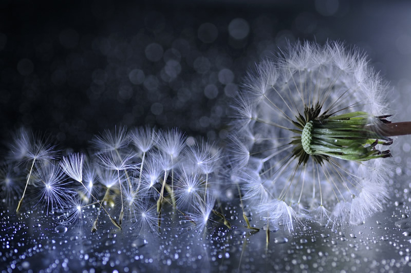 Mindblowing Macro Photography by Lafugue Logos (Sanae Matsuzaki)