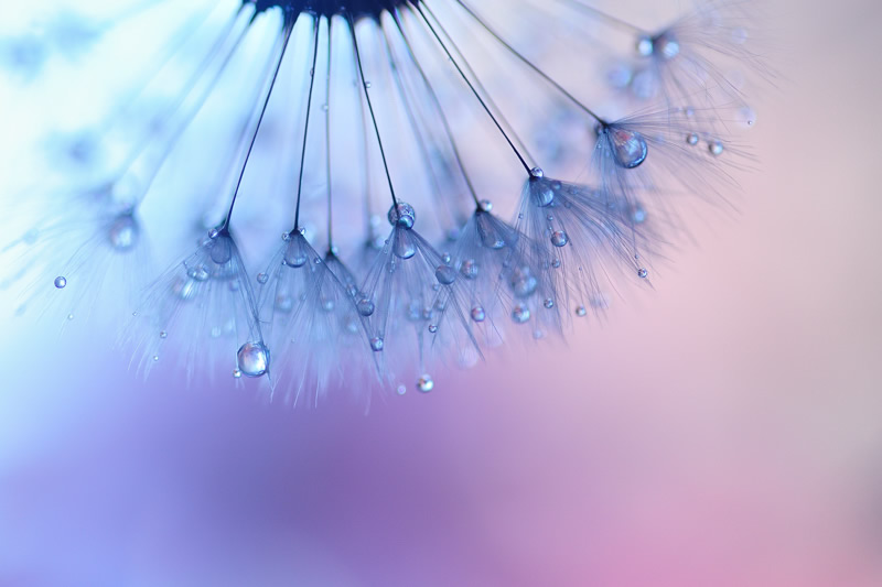 Mindblowing Macro Photography by Lafugue Logos (Sanae Matsuzaki)