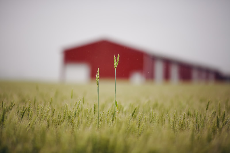 Dreamy and Bokehlicious Photography by Thuyhn