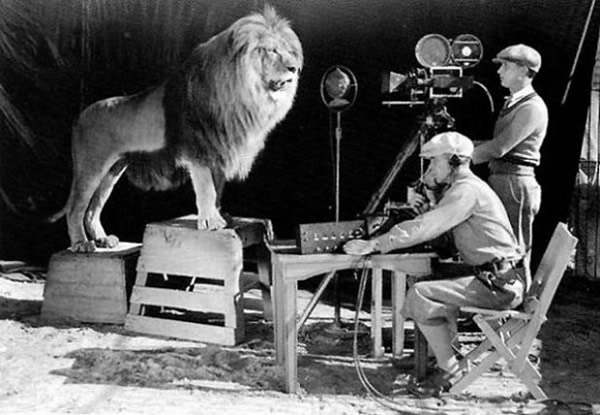 Here are cameramen shooting and recording the lion roar for the MGM logo.