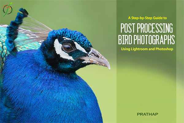 A Step-by-Step Guide to Post Processing Bird Photographs using Lightroom and Photoshop by Prathap: An eBook Review