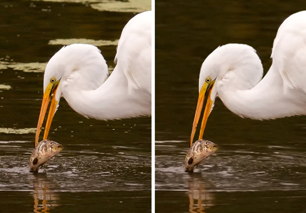 A Step-by-Step Guide to Post Processing Bird Photographs using Lightroom and Photoshop by Prathap: An eBook Review