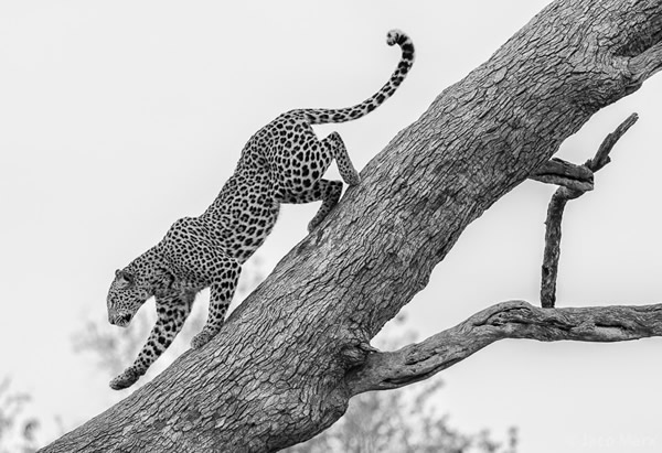 Why going on a safari will do more than just improve your photos by Jaco Marx