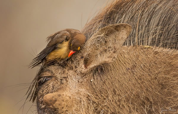 Why going on a safari will do more than just improve your photos by Jaco Marx