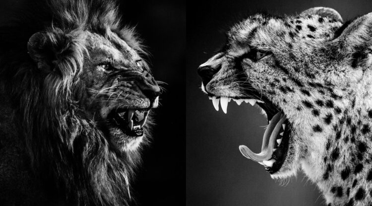 Black and White Wildlife Photography By Laurent Baheux