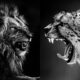 Black and White Wildlife Photography By Laurent Baheux