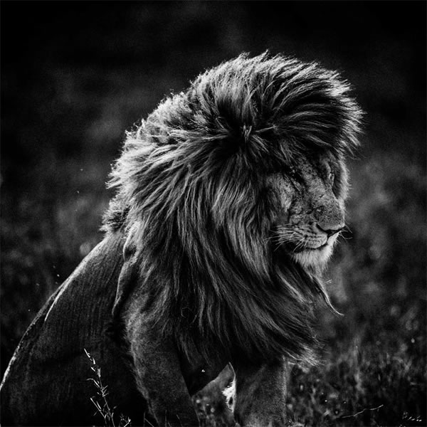 Black and White Wildlife Photography By Laurent Baheux