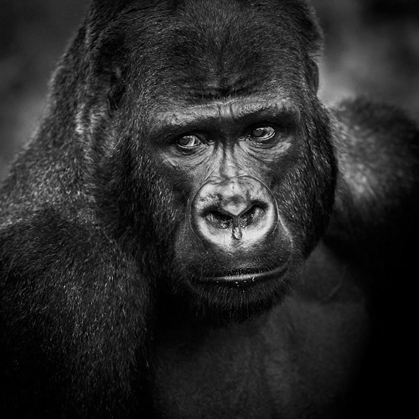 Black and White Wildlife Photography By Laurent Baheux