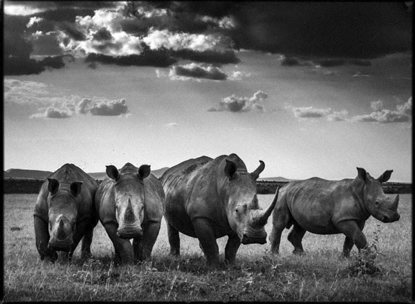 Black and White Wildlife Photography By Laurent Baheux