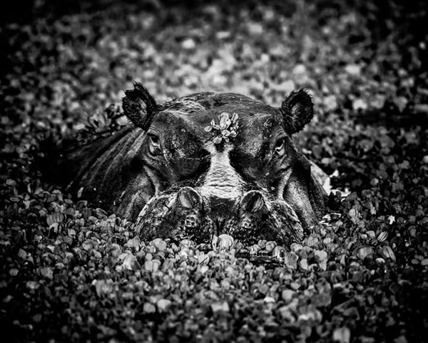 Black and White Wildlife Photography By Laurent Baheux