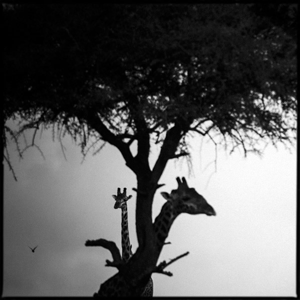 Black and White Wildlife Photography By Laurent Baheux