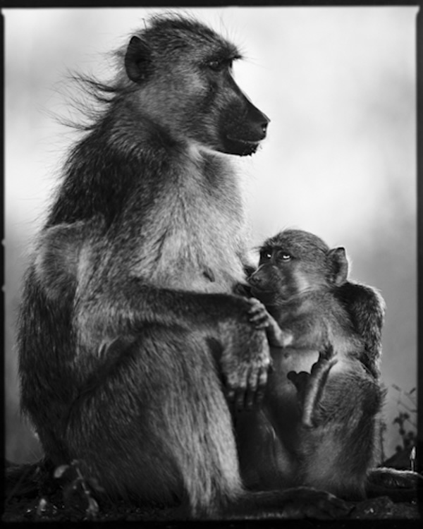 Black and White Wildlife Photography By Laurent Baheux