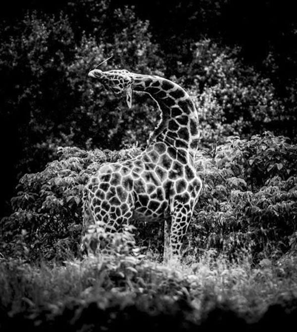 Black and White Wildlife Photography By Laurent Baheux