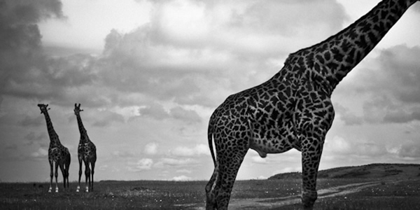 Black and White Wildlife Photography By Laurent Baheux