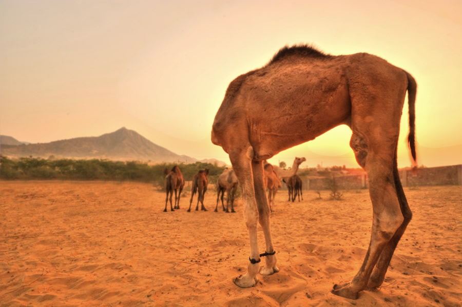 Outstanding Photos by Indian Travel Photographer Aman Chotani 