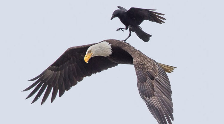 Crow Rides On The Back Of An Eagle