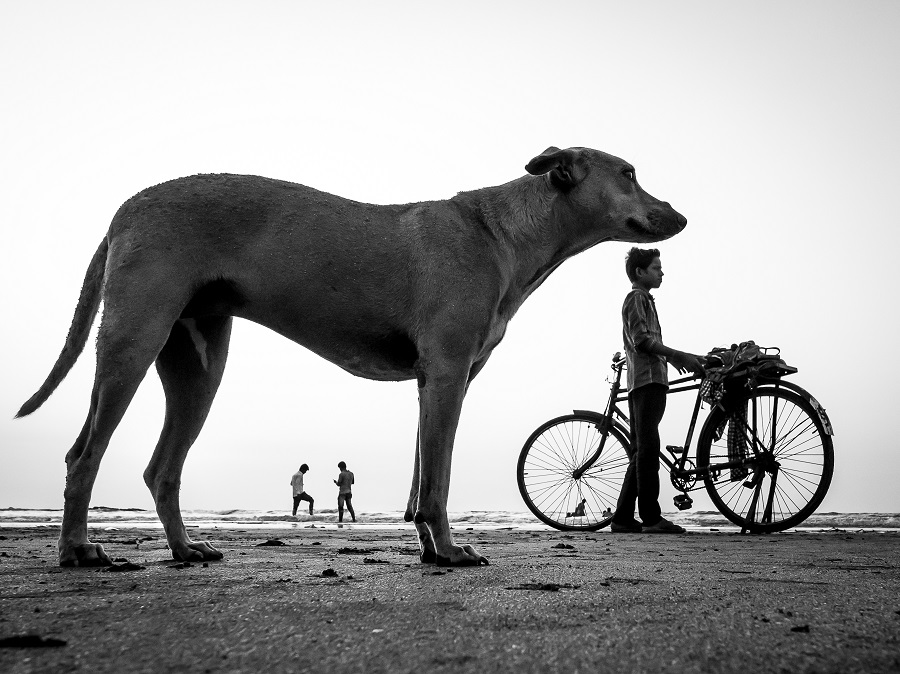 Dog Story - Photo Series By Indian Photographer Neenad Arul