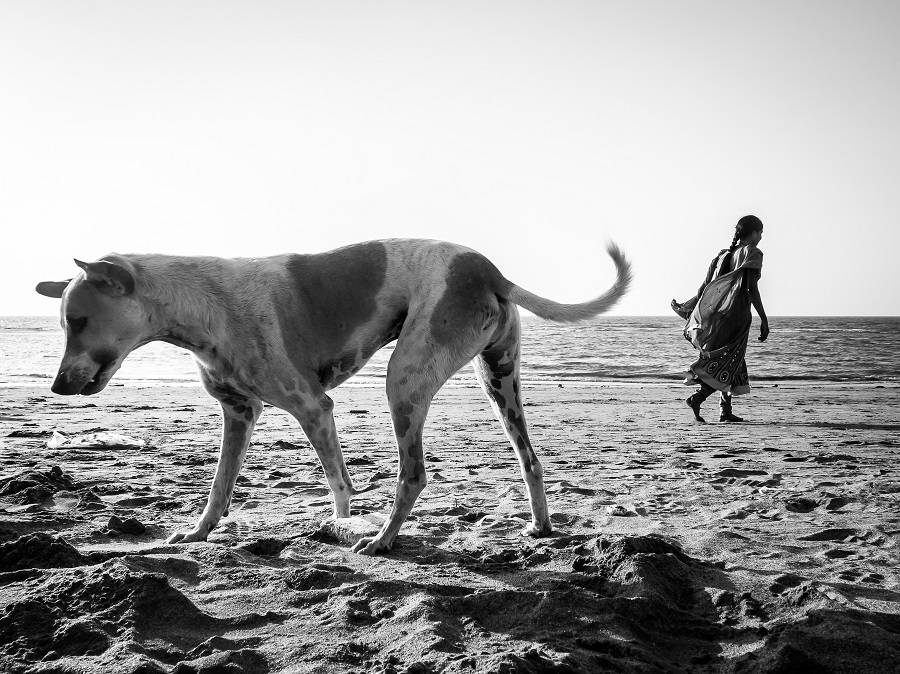 Dog Story - Photo Series By Indian Photographer Neenad Arul