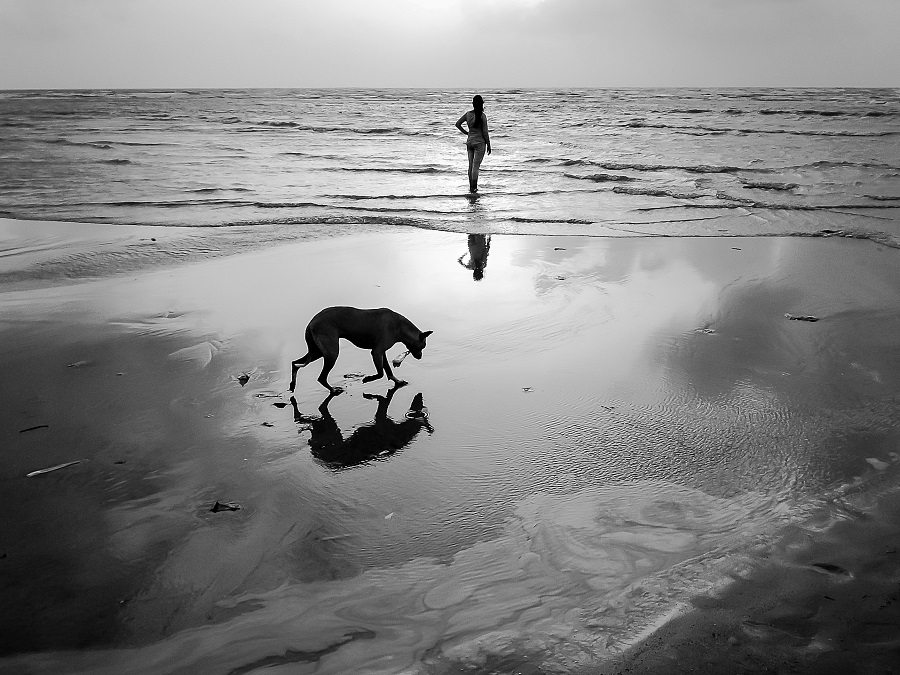 Dog Story - Photo Series By Indian Photographer Neenad Arul