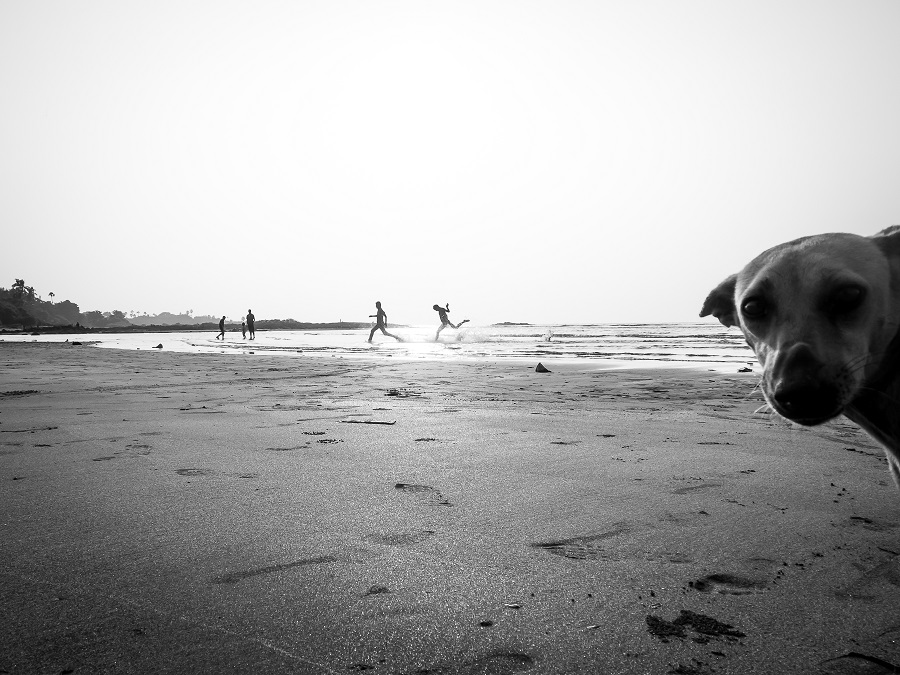 Dog Story - Photo Series By Indian Photographer Neenad Arul