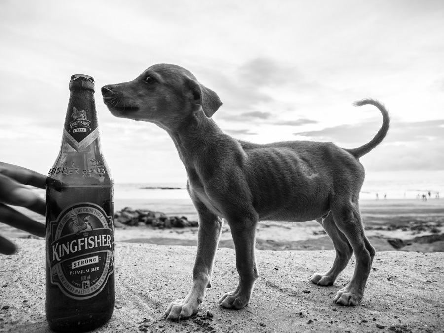 Dog Story - Photo Series By Indian Photographer Neenad Arul