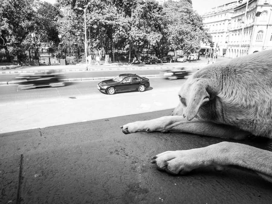 Dog Story - Photo Series By Indian Photographer Neenad Arul