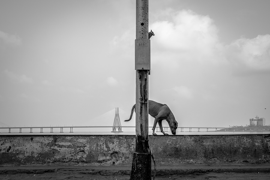 Dog Story - Photo Series By Indian Photographer Neenad Arul