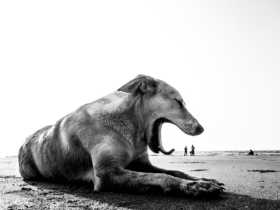 Dog Story - Photo Series By Indian Photographer Neenad Arul