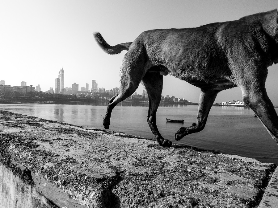 Dog Story - Photo Series By Indian Photographer Neenad Arul